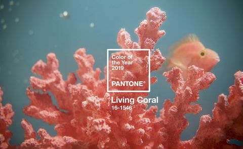 Цвет года по версии Pantone 2019 - Живой коралл