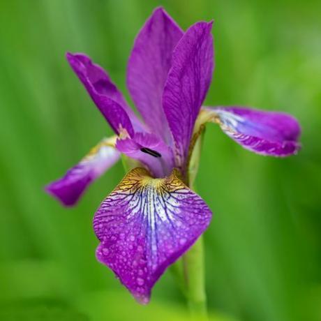 iris violet en fleur