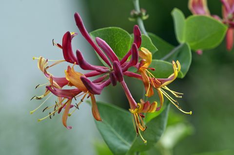 Heckrotts 인동덩굴(Lonicera x heckrottii), 단일 꽃, Baden-Wuerttemberg, 독일