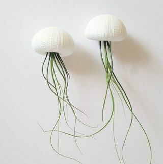 Въздушни растения медузи