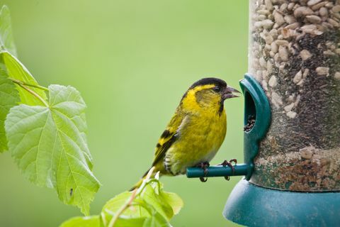 zlatna ptica koja jede iz hranilice