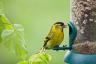 Ako udržiavať čisté podávače vtákov v záhrade, aby sa zabránilo šíreniu chorôb vtákov
