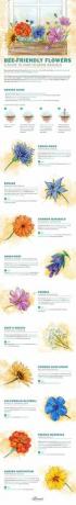 Infografika kwiatów przyjaznych pszczołom