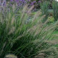 Le migliori erbe ornamentali per il tuo giardino