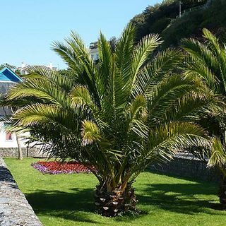 Phoenix canariensis „Datlová palma na Kanárských ostrovech“
