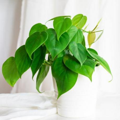 комнатное растение сердце лист филодендрон лоза в белом горшке