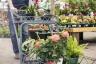 Cele mai bune locuri pentru a cumpăra plante pentru grădină fără a cheltui o avere