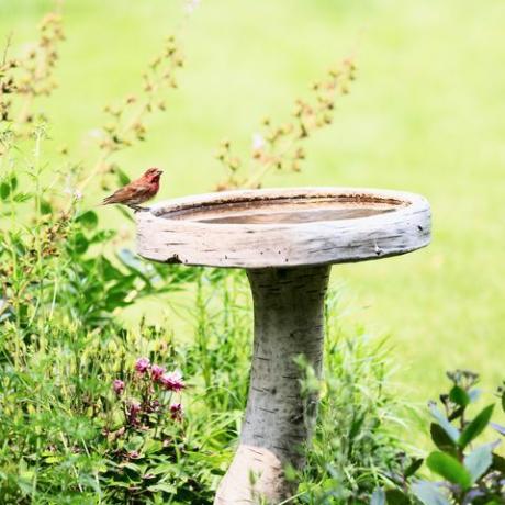 havetrends 2022 fuglebad, en rød husfinke han på et fuglebad i en blomsterhave