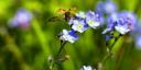 Plante prietenoase cu albinele - Cel mai bine ușor de cultivat flori anuale