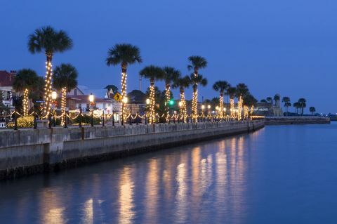 עצי דקל של חג המולד בפלורידה