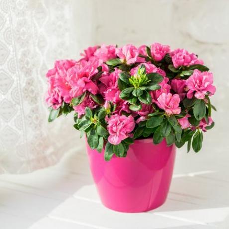 azalea in fiore in vaso di fiori rosa