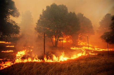nedostatok dreva, lesné požiare v okrese Sonoma, Kalifornia, USA