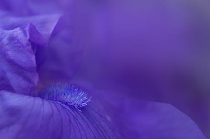 vue latérale d'un iris barbu