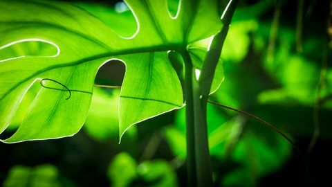 녹색 행성 David attenborough의 BBC 1의 5부작 ​​식물 시리즈