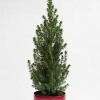 Prendersi cura di un albero di Natale in vaso