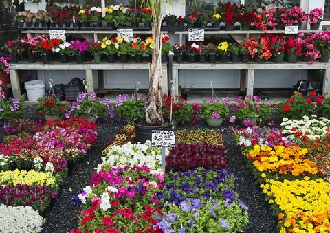 Uma seleção de flores anuais em um centro de jardinagem