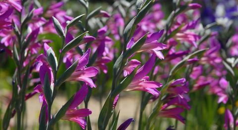 blomsterløk-gladioli
