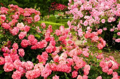Růžová růžová zahrada