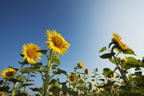Zonnebloemen die naar de zon kijken