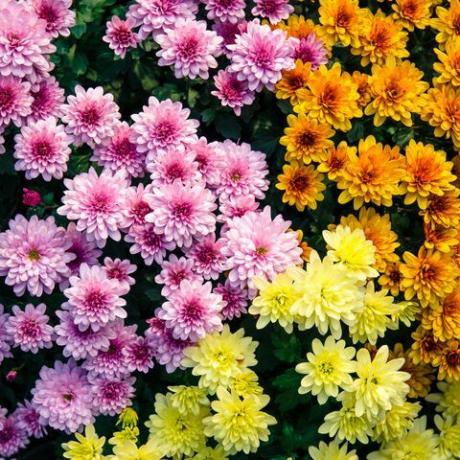 bunga krisan warna warni