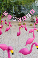 Lyserøde flamingoer med græsplæner