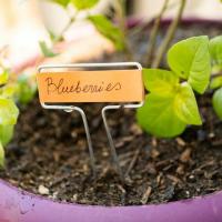 Садівництво для початківців: 10 простих садових завдань для початку