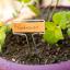 Grădinărit pentru începători: 10 sarcini ușoare de grădină pentru a începe