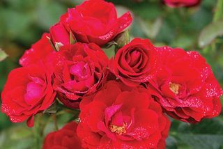 Cherry Frost ™ ruža penjačica
