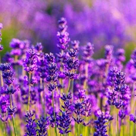 Violettes Lavendelfeld