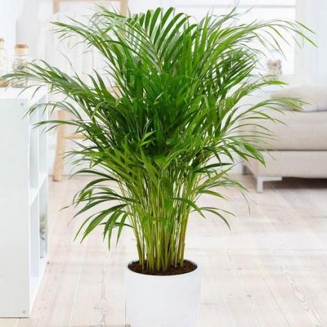 Pote de palmeira Areca com 14 cm e 60 cm de altura - planta de casa verde
