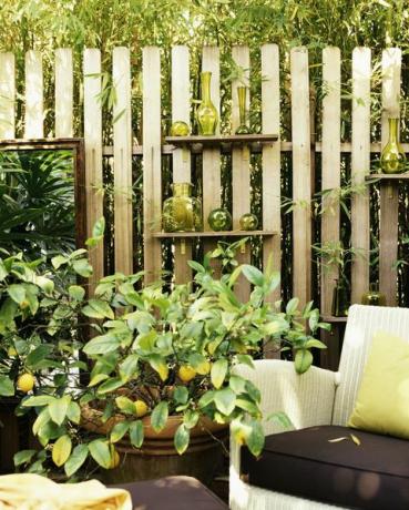 Citroenboom met planken op hek