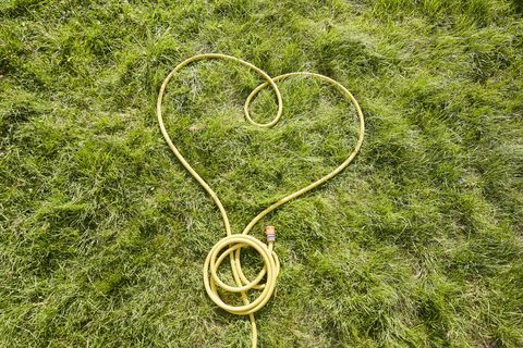 Høy vinkelvisning av gul hageslange i hjerteform