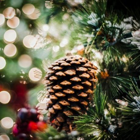 podroben posnetek borovega storža na božičnem drevescu