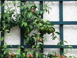 As melhores árvores frutíferas para pequenos jardins