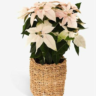Planta Poinsétia Branca em cesta de tecido natural