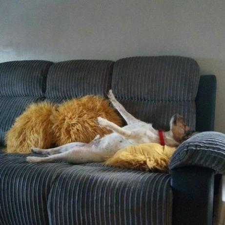Mascotas scS en el sofá de casa