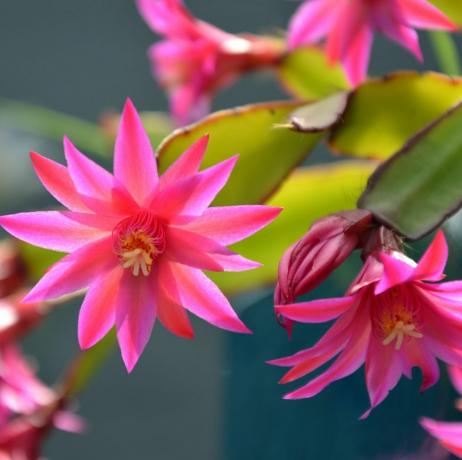 Rózsaszín zygocactus schlumbergera virágok napfényben megvilágítva a kertben, más néven rákkaktusz, karácsonyi kaktusz vagy hálaadás kaktusz