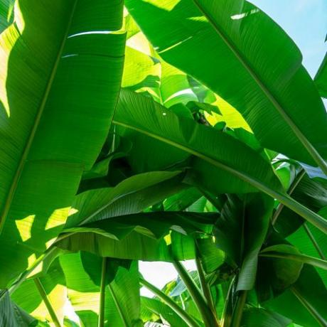 tropische planten, bananenpalmboom