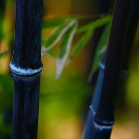 tropische planten, zwarte bamboe