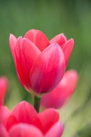 สวน rhs, wisley, เซอร์เรย์ close up of tulip tulipa cosmopolitan pink, ฤดูใบไม้ผลิ, หลอดไฟ