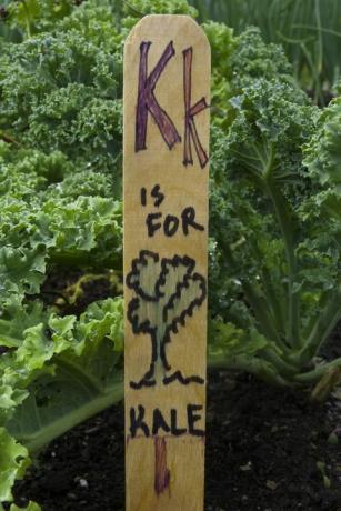 < p> < i> < strong> Co potřebuje: </strong> </i> Kale by měla být vysazena nejpozději v polovině srpna. Vydrží silný mráz a jeho chuť se díky produkci glukózy zlepší chladným počasím. „Kale stojí za pěstování, protože rostliny produkují spoustu jídla pro prostor, který zabírají,“ říká McCrate. Aby rostliny fungovaly, sklízejte z každé rostliny vždy jen několik listů. Některé druhy mohou na jaře přezimovat a odskočit. </p> < p> < strong> < i> Odrůdy k vyzkoušení: </i> </strong> Winterbor, Lacinato nebo Red Russian, které mají křehčí listy. Kale květy jsou také jedlé. </p>