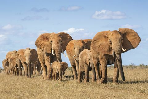 Kenija, Taita-Taveta apgabals, Tsavo Austrumu nacionālais parks, Āfrikas ziloņu ganāmpulks (Loxodonta Africana) pārvietojas vienā failā