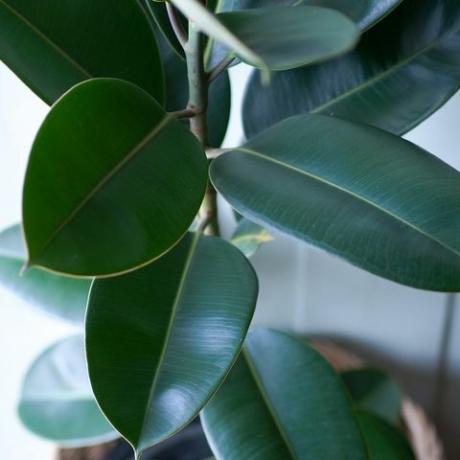 daun tanaman indoor tanaman pemurni udara