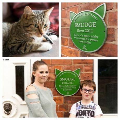 Esquema de placa verde para animais de estimação - TrustedHousesitters