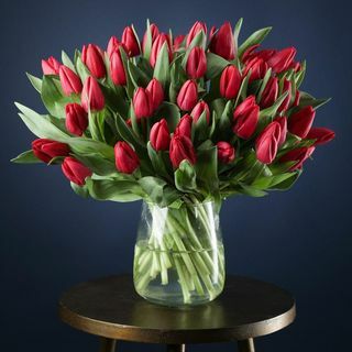 50 røde tulipaner
