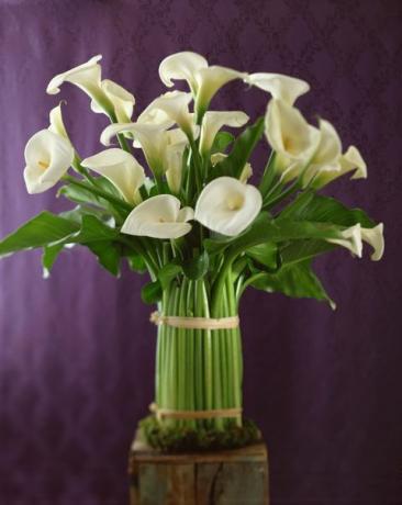Cvijet, buket, latica, rezano cvijeće, divovski bijeli arum ljiljan, ljubičasta, aranžiranje cvijeća, cvjećarstvo, artefakt, cvjetnica, 