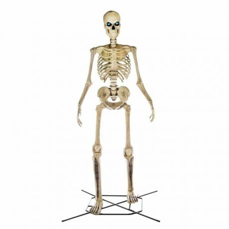 12 fod skelet i kæmpestørrelse 