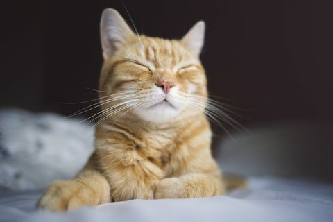 Heureux chat roux endormi