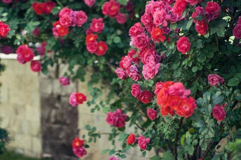Piros rózsa mászik a kerítésen