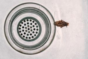 Kako preprečiti ščurke v vašem domu
